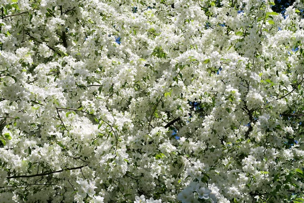 Apfelbäume Voller Blüte — Stockfoto