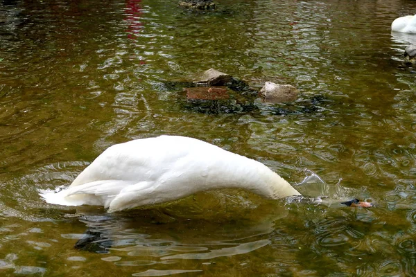 Weißer Schwan Auf Einem Teich — Stockfoto