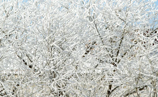 Bomen Een Besneeuwde Winterlandschap — Stockfoto