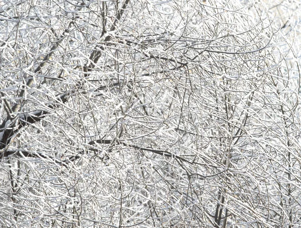 Árboles Paisaje Nevado Invierno —  Fotos de Stock