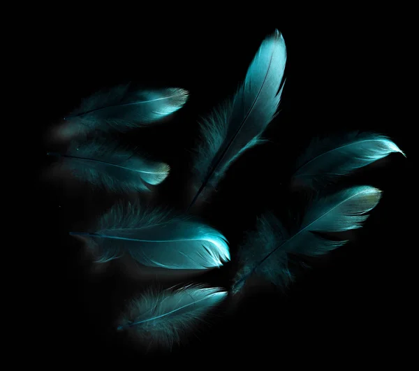kuş tüyü siyah arkaplanda