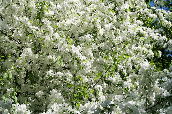 Apple Tree Bloom — ストック写真