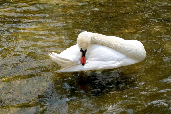 Weißer Schwan Auf Einem Teich — Stockfoto