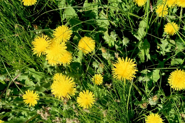 Frühlingslandschaft Grünes Feld Mit Gelben Löwenzahnblüten — Stockfoto