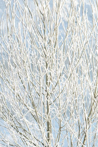 Bomen Winter Sneeuw Frost — Stockfoto