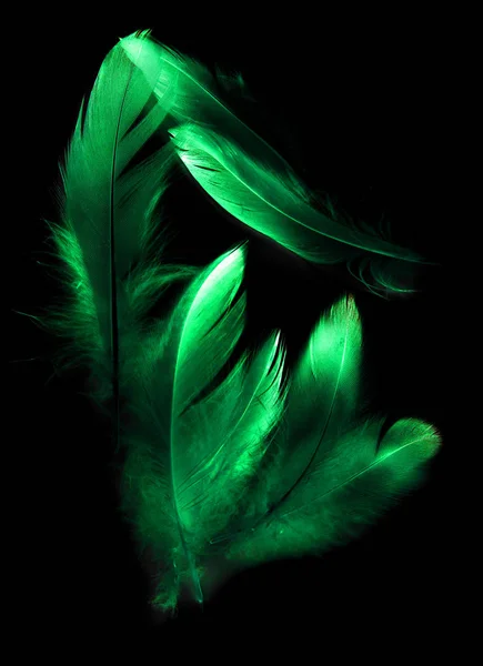 Bird Feather Black Background — Stock Photo, Image