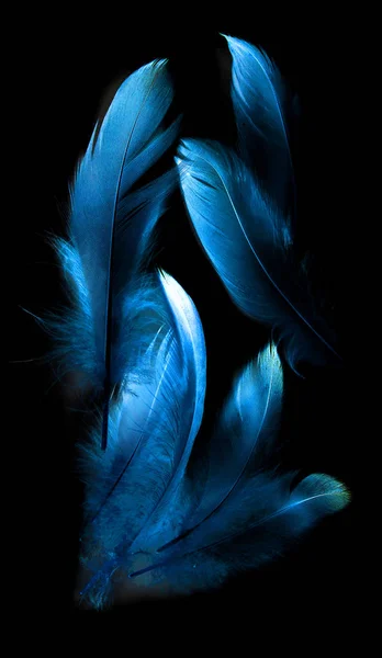 kuş tüyü siyah arkaplanda