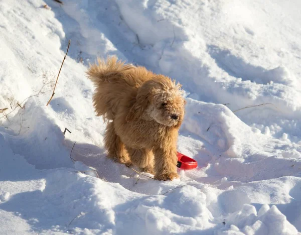 Furry Červený Pes Sněhu Zimě — Stock fotografie