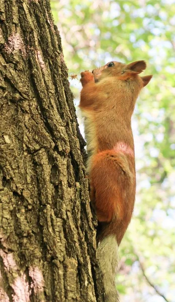 Eichhörnchen Wald Auf Dem Baum Frisst Eine Nuss — Stockfoto