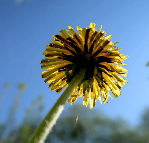 Paisaje Primaveral Campo Verde Con Flores Diente León Amarillo —  Fotos de Stock