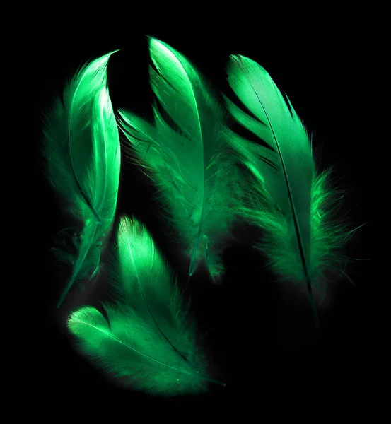 Beautiful Green Feathers On A Black Background. Close-up. Free Image and  Photograph 199289838.