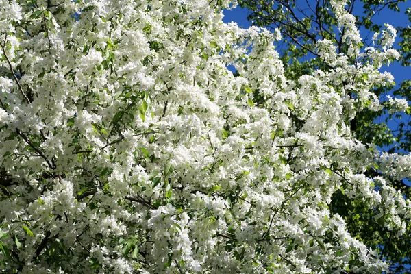 Los Manzanos Flor — Foto de Stock