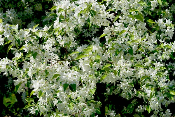 Apfelbäume Voller Blüte — Stockfoto