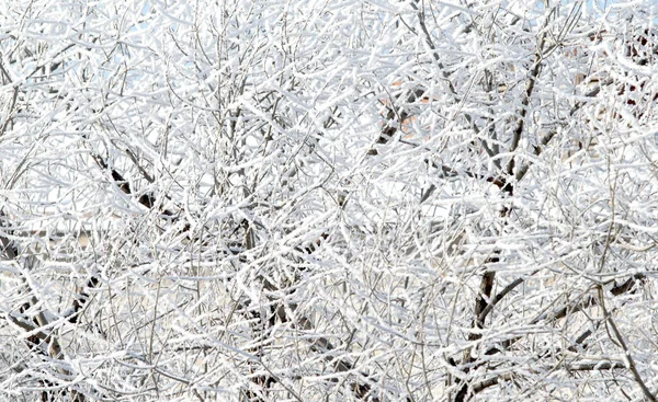 Деревья Заснеженном Зимнем Пейзаже — стоковое фото