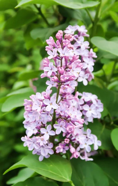 Lila Blomma Våren Landskap — Stockfoto