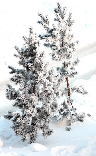 Bäume Einer Verschneiten Winterlichen Landschaft — Stockfoto