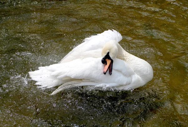 Белый Лебедь Пруду — стоковое фото