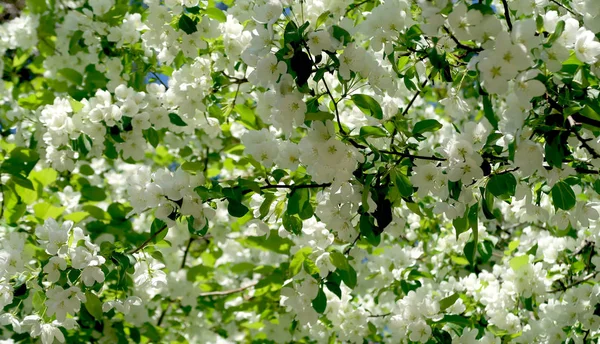 Apfelbäume Voller Blüte — Stockfoto