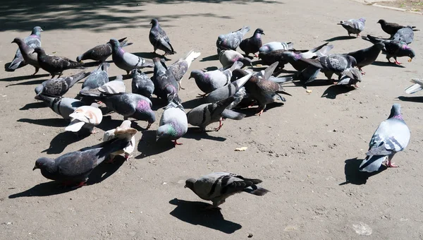 Wild Gray Dove Asphalt — Stock Photo, Image