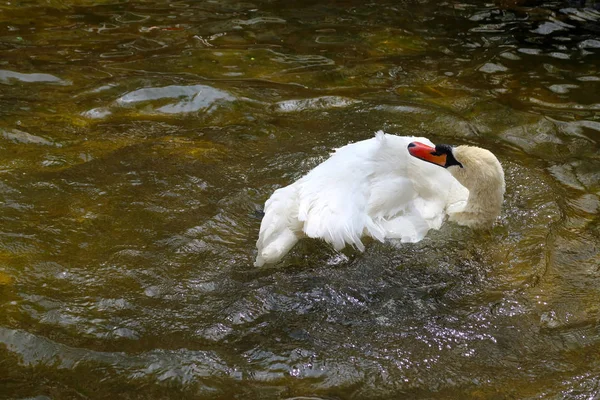 Fehér Hattyú Tavon — Stock Fotó