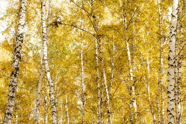 Sonbahar Huş Ağacı Orman Arka Plan — Stok fotoğraf
