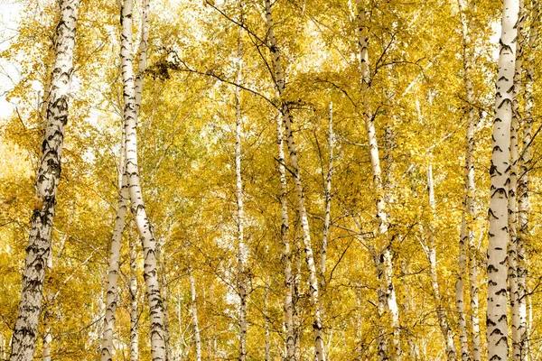 Autumn Birch Forest Background — Stock Photo, Image