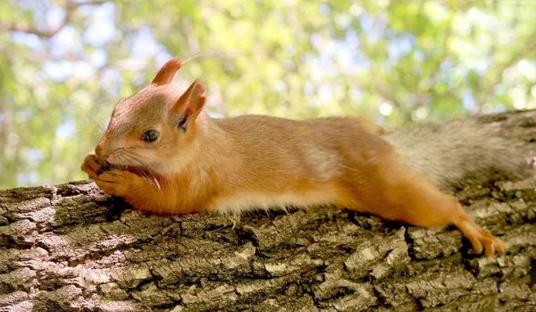 Σκίουρος Μέσα Στο Δάσος Για Δέντρο Που Τρώει Ένα Καρύδι — Φωτογραφία Αρχείου