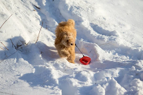 Furry Red Dog Snow Winter — Stock Photo, Image