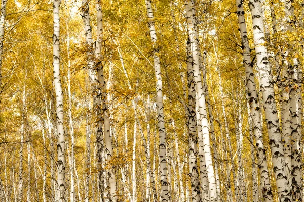 Autumn Birch Forest Background — Stock Photo, Image