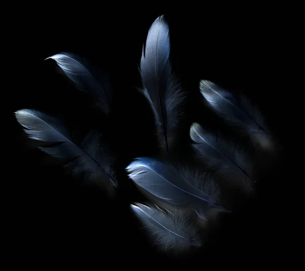 Pták Peří Černém Pozadí — Stock fotografie