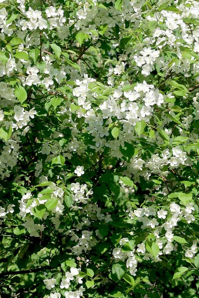 Apple Trees Bloom — Stock Photo, Image