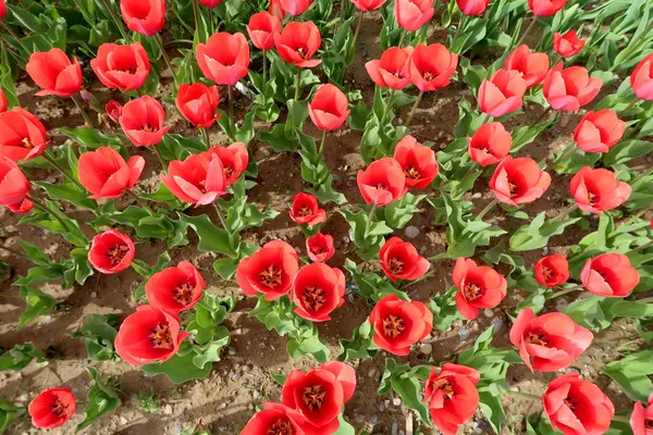 Helle Tulpen Frühlingslandschaft — Stockfoto