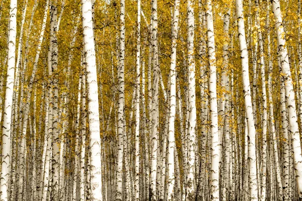 Autumn Birch Forest Background — Stock Photo, Image