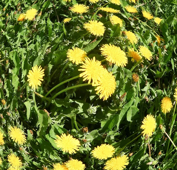 Våren Landskap Gröna Fält Med Gul Maskros Blommor — Stockfoto