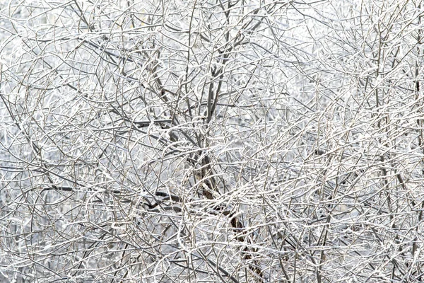 Drzewa Śniegu Zima Krajobraz — Zdjęcie stockowe
