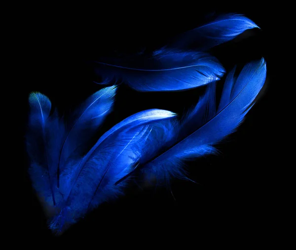 Bird Feather Black Background — Stock Photo, Image