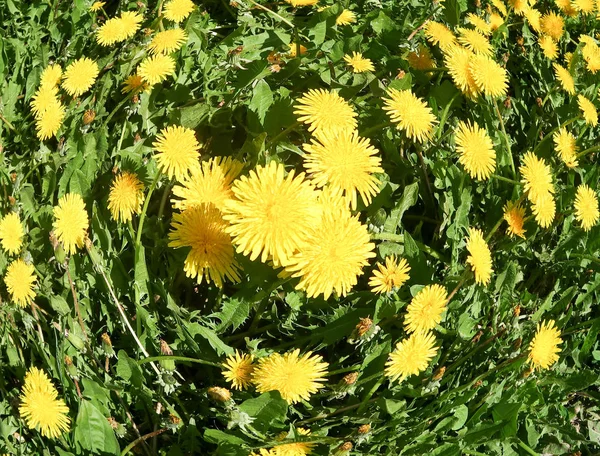 Paisagem Primavera Campo Verde Com Flores Dente Leão Amarelo — Fotografia de Stock