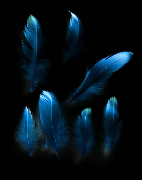 黒い背景の鳥の羽 — ストック写真