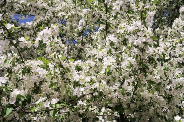 Çiçekte Elma Ağaçları