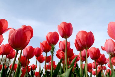 Gökyüzü, Çiçek Lale görüntülemek aşağıdan