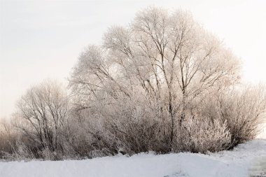 ağaçlarda, karlı bir kış manzarası