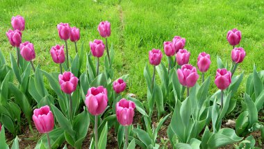 Mor laleler, yeşil çim