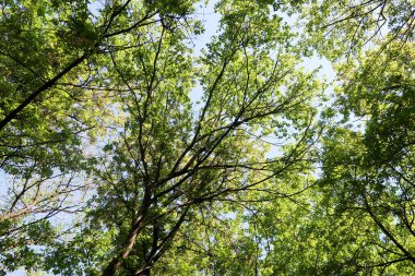Gökyüzüne aşağıdan görünümünde ağaçlarının dalları