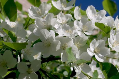 Çiçekte Elma Ağaçları