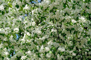 Çiçekte Elma Ağaçları