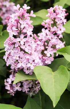 Leylak çiçeği, bahar manzara