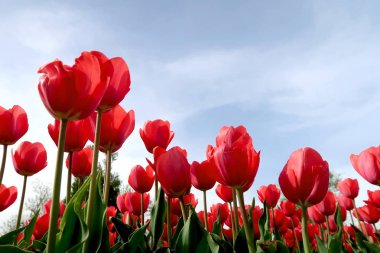 Gökyüzü, Çiçek Lale görüntülemek aşağıdan