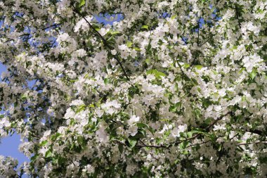 Çiçekte Elma Ağaçları
