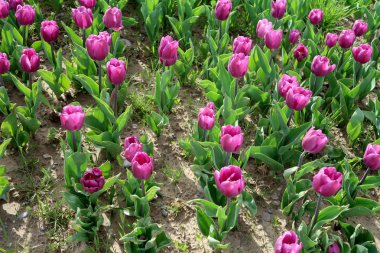 Parlak laleler, bahar manzara