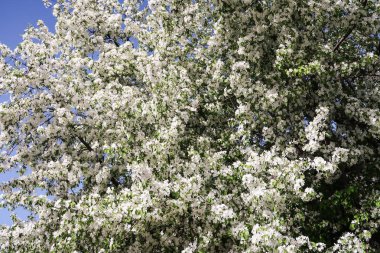 Çiçekte Elma Ağaçları